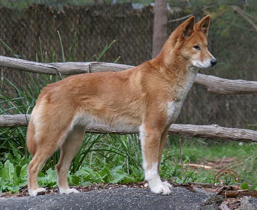 Australian Dingo 9Y209D-268.JPG